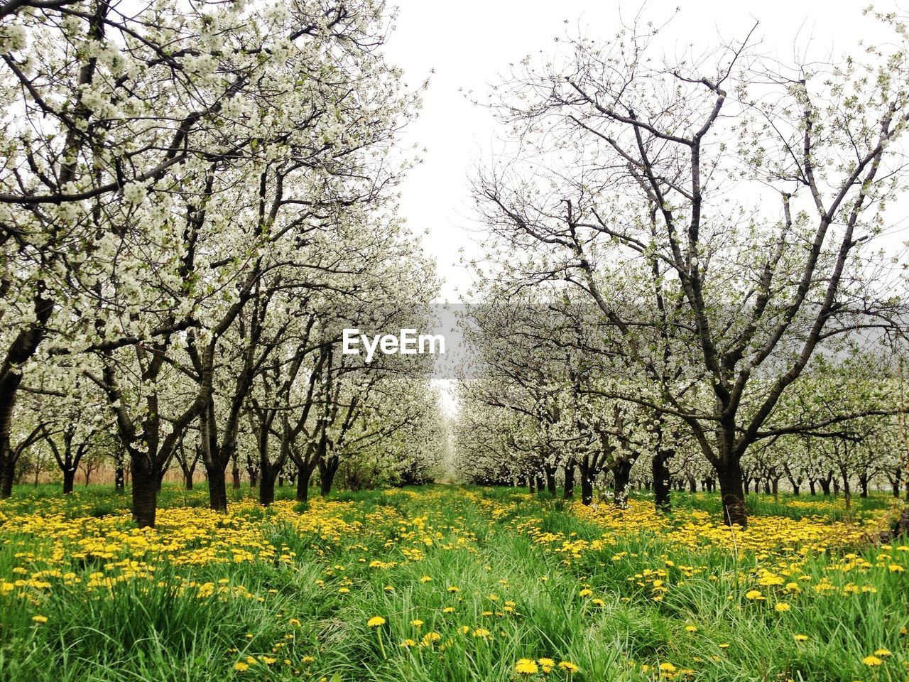 Trees growing amidst yellow flowering plants