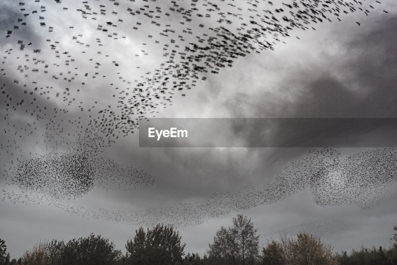 LOW ANGLE VIEW OF BIRDS FLYING AGAINST CLOUDS