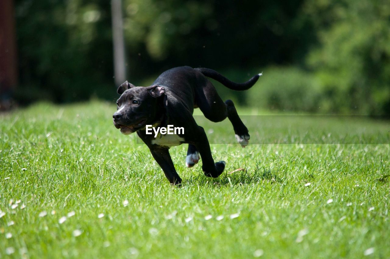 Dog running on grass