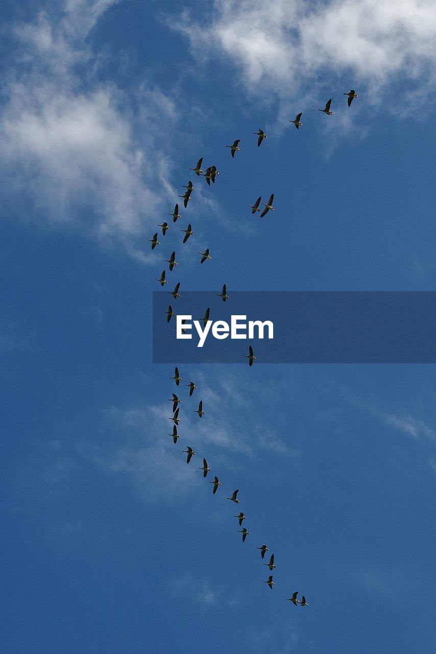 Low angle view of birds flying against sky