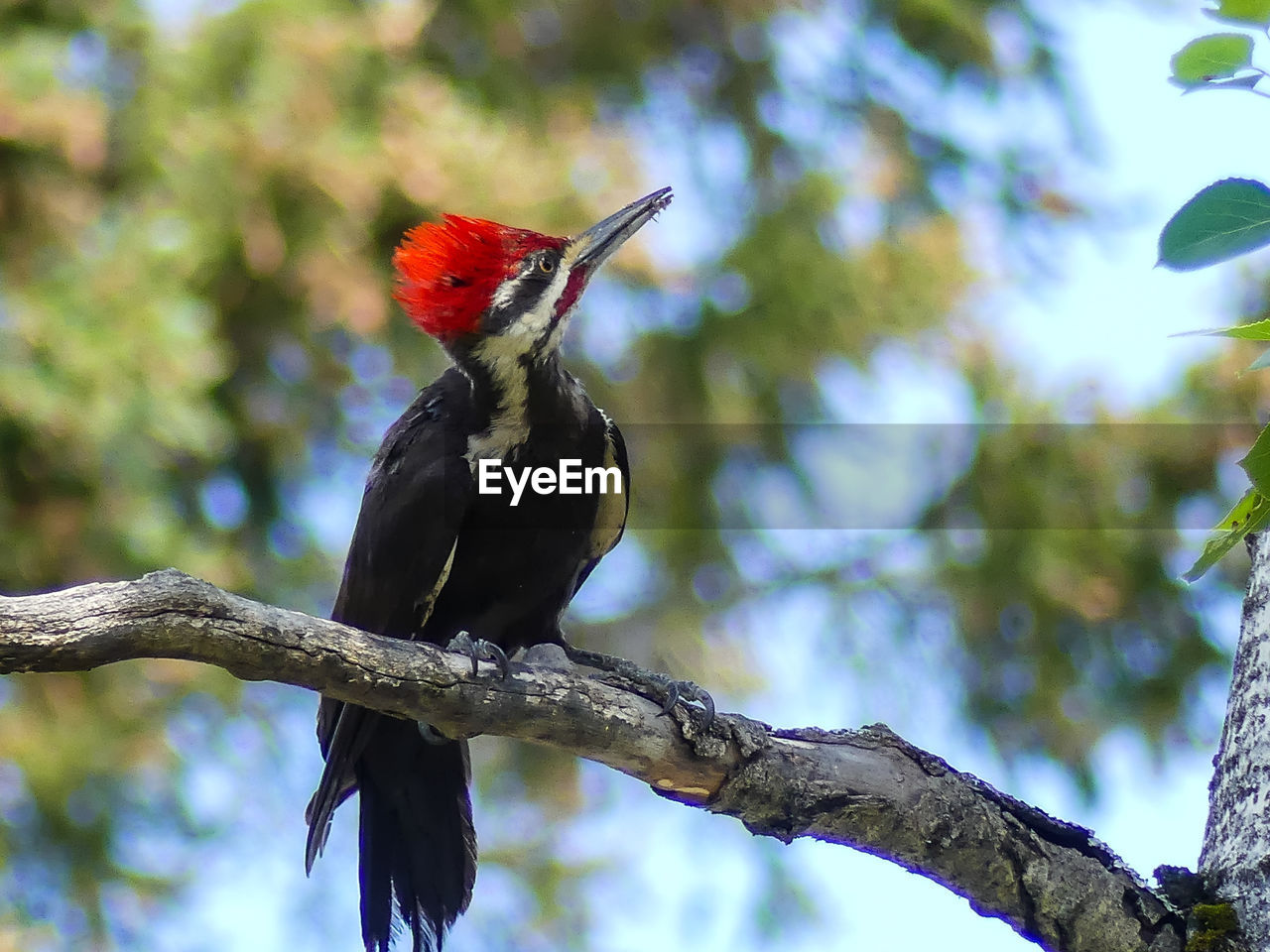 Low angle view of bird perching on tree