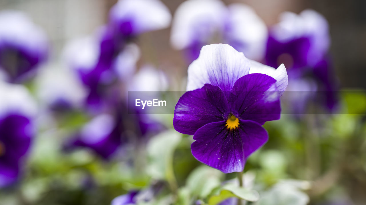 Close-up of purple flowering plant