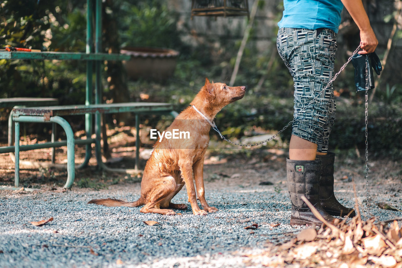 LOW SECTION OF PERSON WITH DOG ON STREET