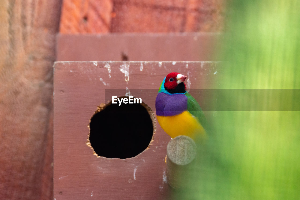 Close up of a gouldian finch