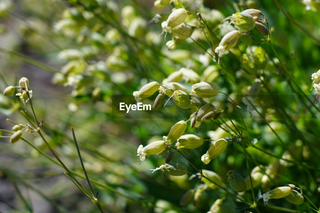 CLOSE-UP OF FLOWERING PLANT AGAINST TREE