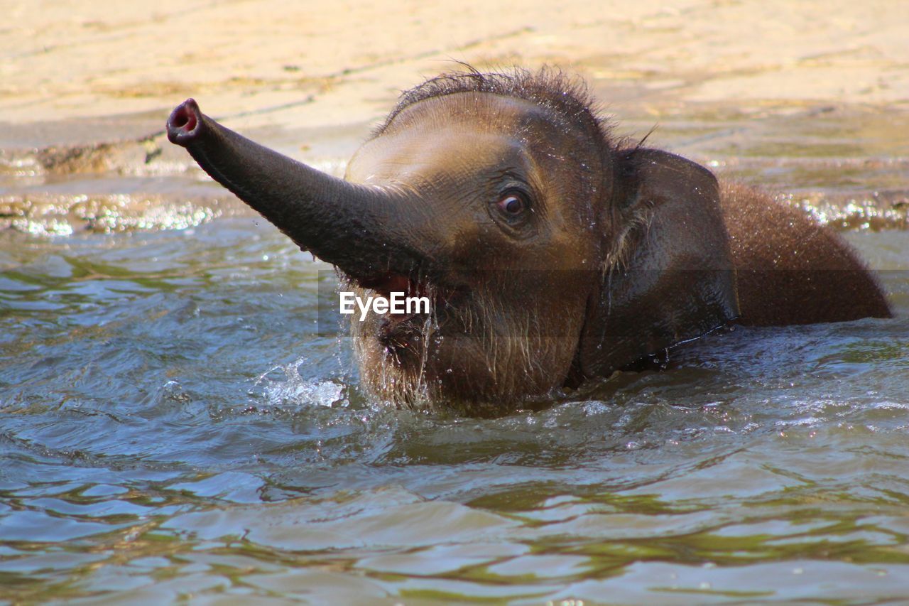 Elephant calf in river