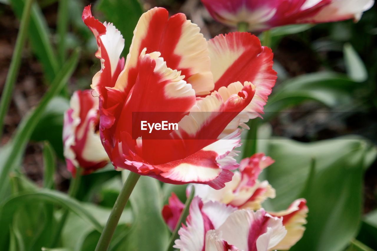 Close-up of red flowering plant