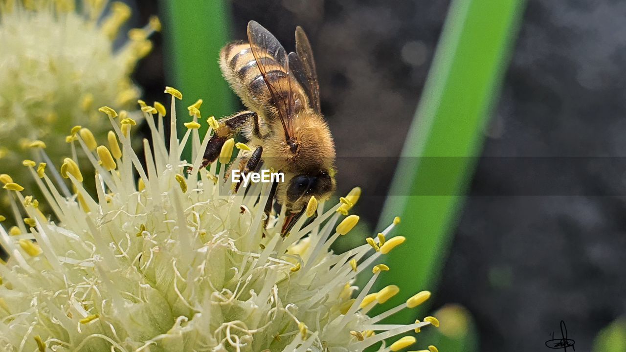 Close-up of bee pollinating flower