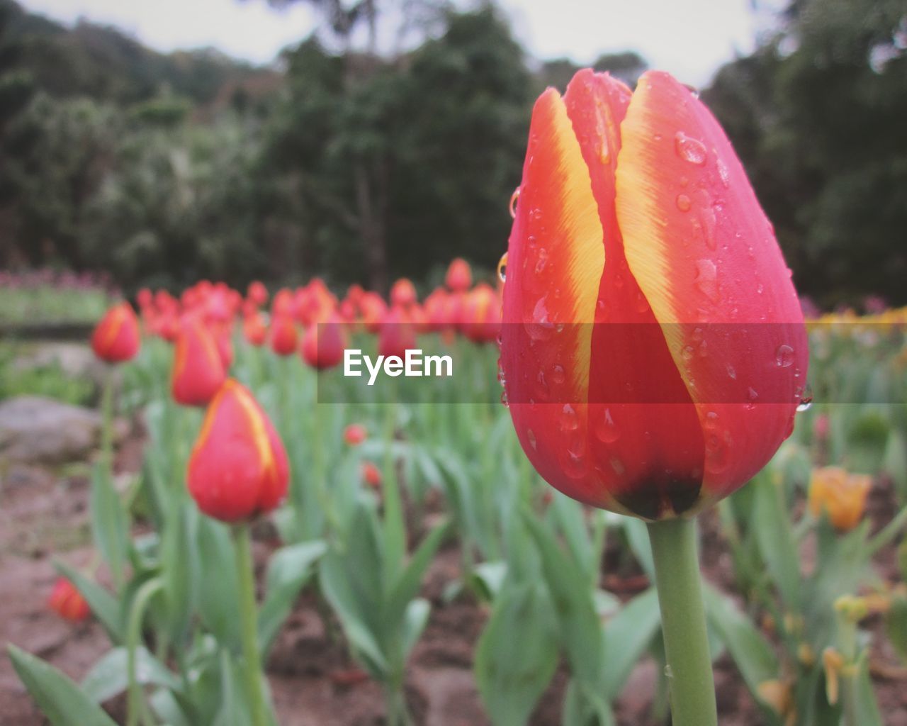 plant, flower, growth, flowering plant, freshness, beauty in nature, nature, close-up, tulip, red, fragility, petal, focus on foreground, inflorescence, flower head, no people, water, day, outdoors, land, springtime, field, botany, drop, bud, leaf, plant part, blossom