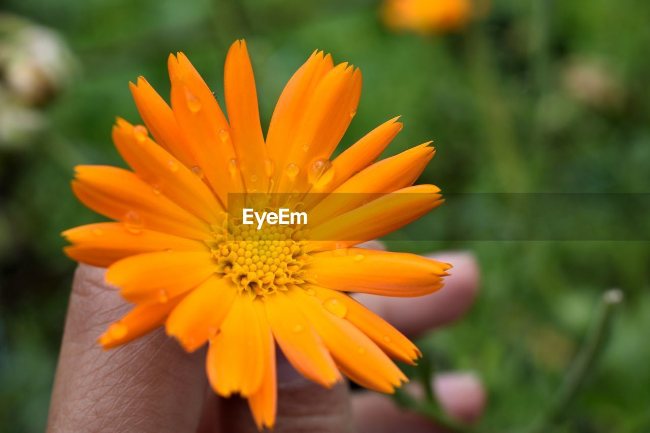 Close-up of daisy flower