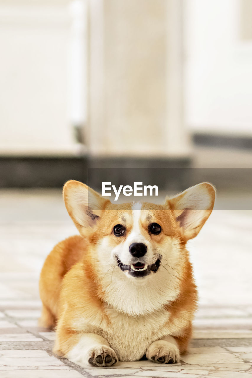 Close-up portrait of corgi dog