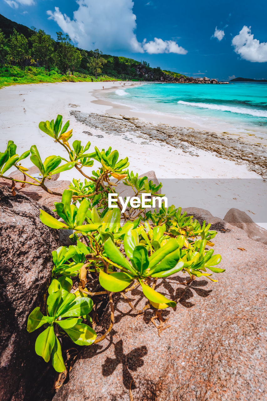 PLANTS GROWING ON BEACH