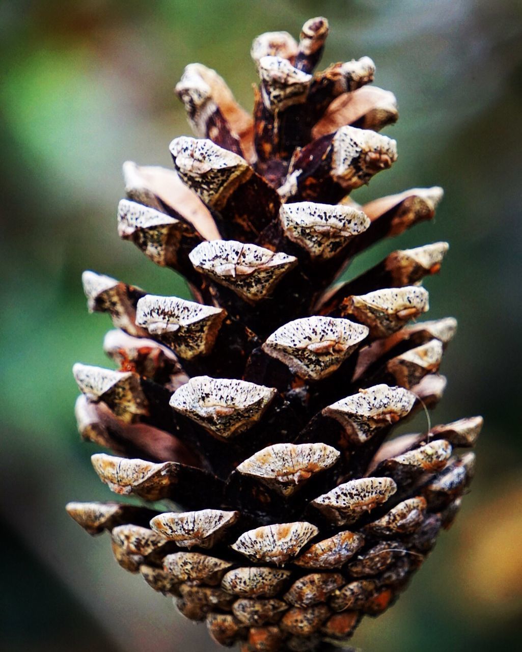 Close-up of pine cone