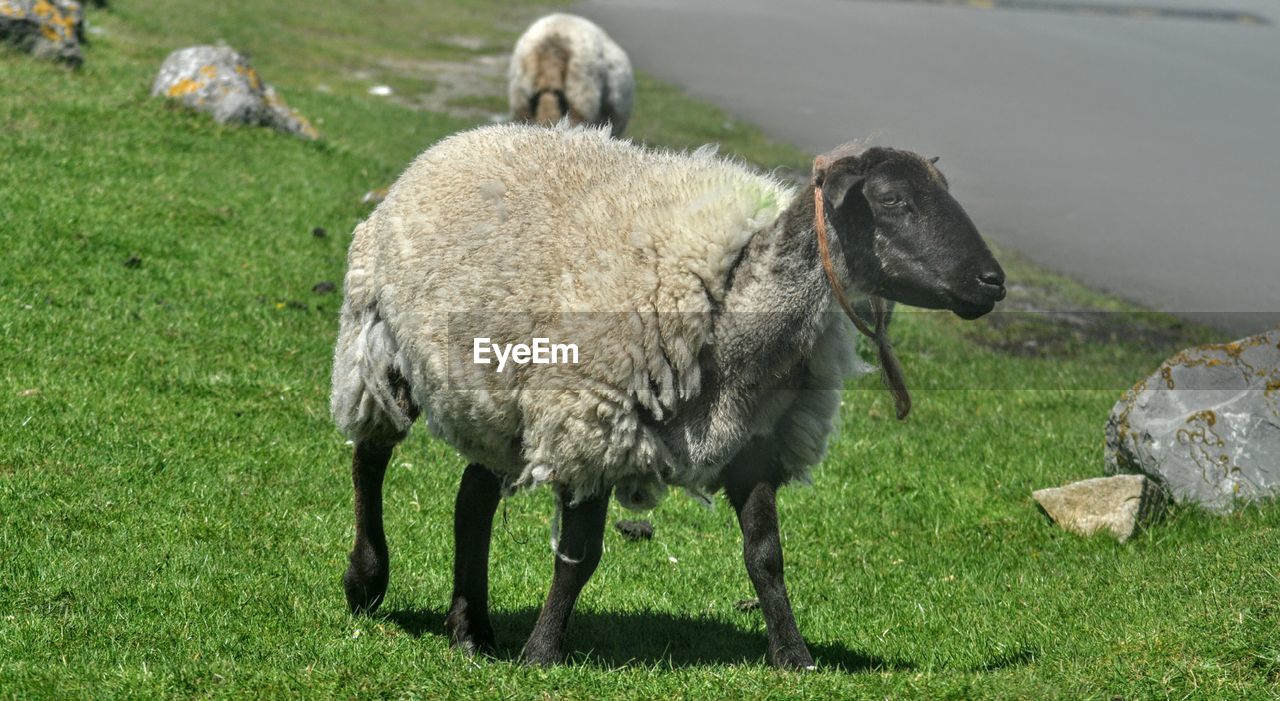 Sheep on grassland