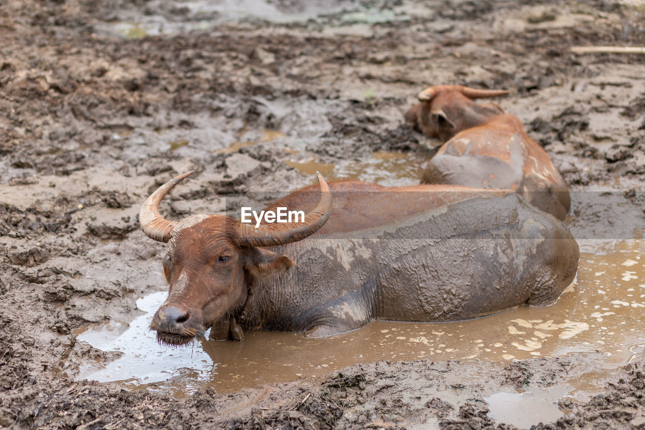 animal themes, animal, wildlife, mammal, animal wildlife, one animal, nature, water, no people, safari, domestic animals, cattle, horned, outdoors, relaxation, land, dirt, day, mud, livestock, brown