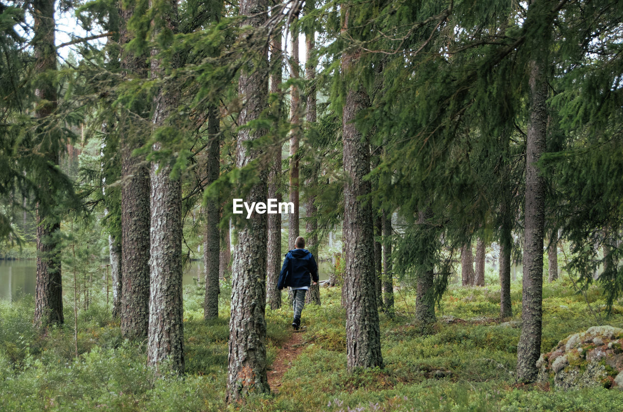 Rear view of boy walking in forest