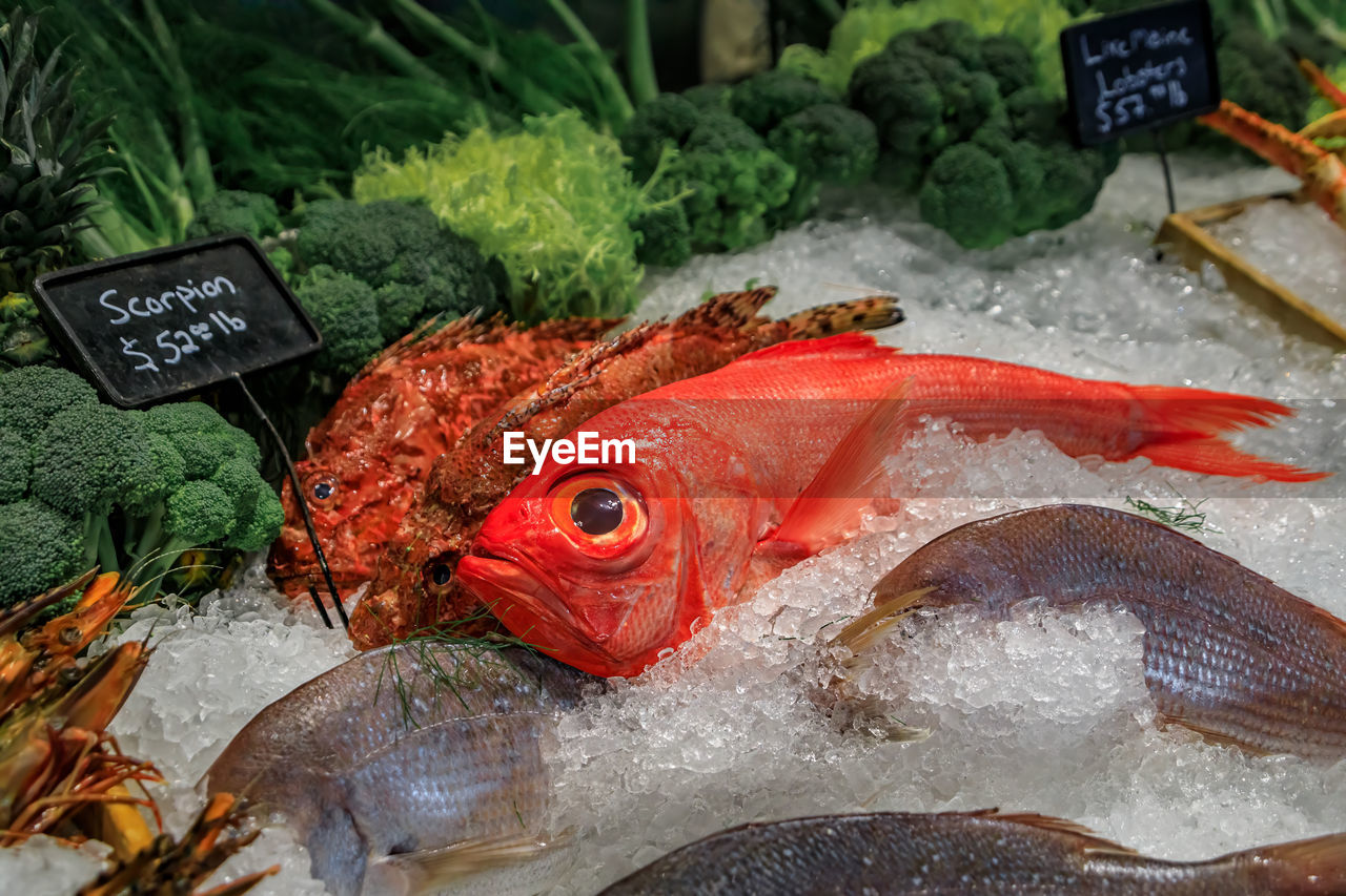 close-up of fish for sale