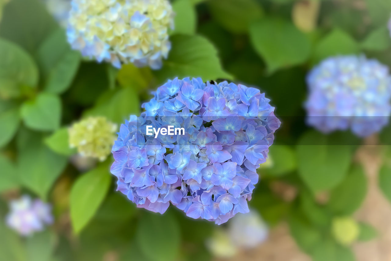 CLOSE-UP OF BLUE HYDRANGEA FLOWER