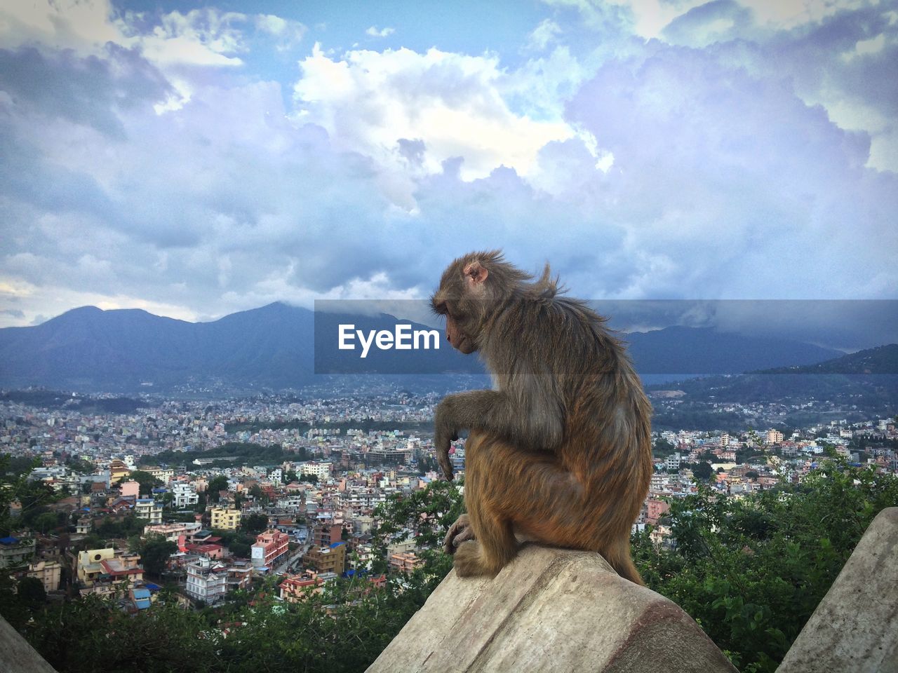 Monkey sitting on retaining wall against cityscape