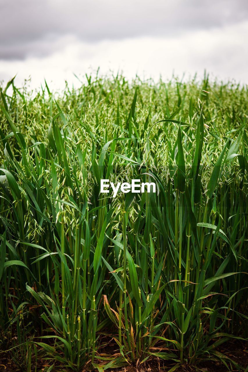 Close-up of crops growing on field