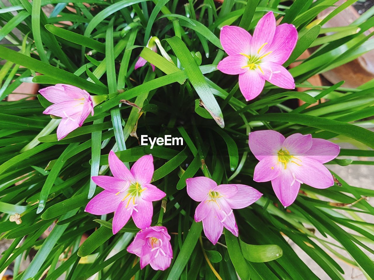 CLOSE-UP OF PURPLE FLOWERING PLANT