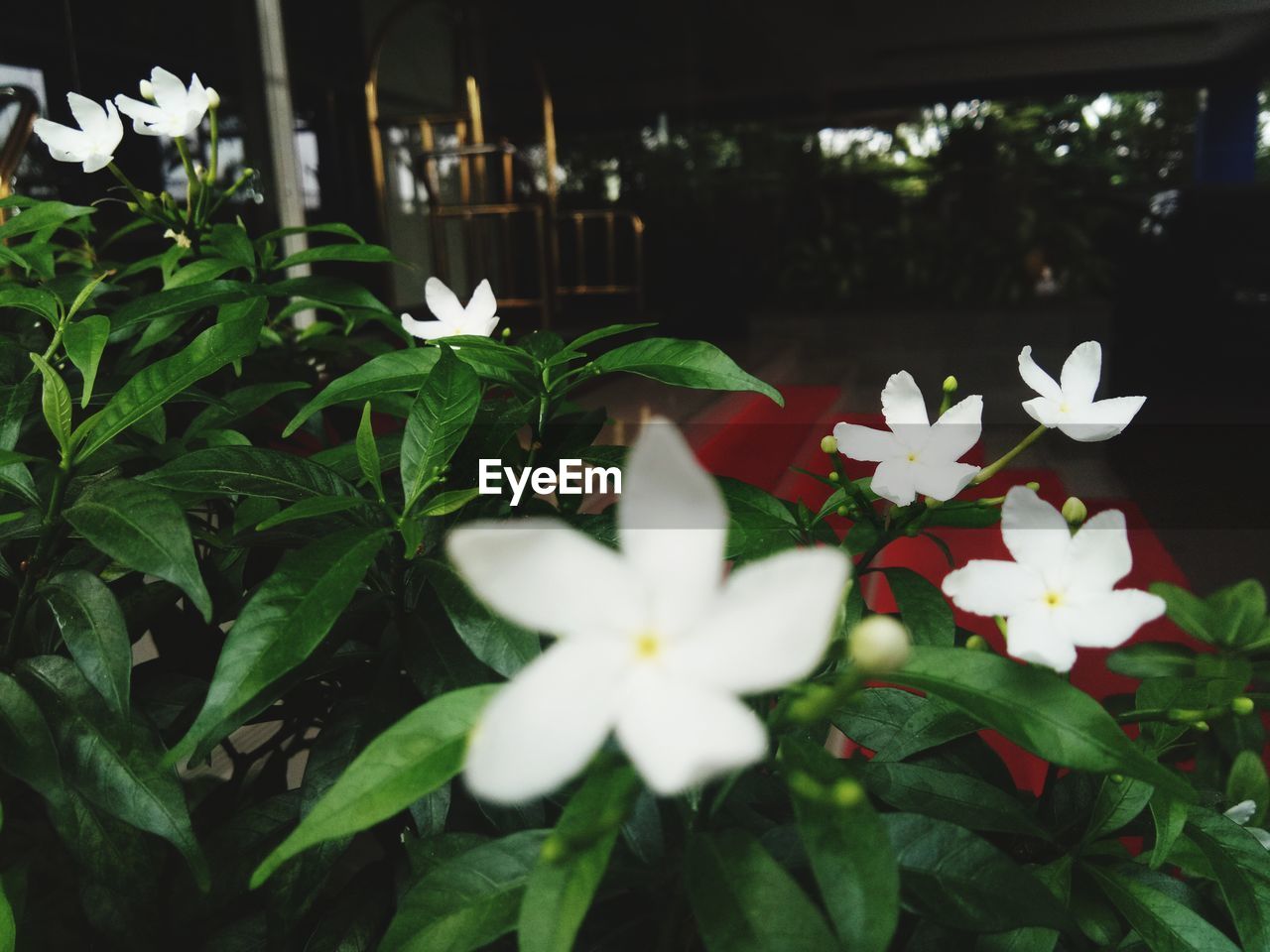 flower, plant, flowering plant, freshness, beauty in nature, leaf, nature, plant part, fragility, growth, white, close-up, petal, no people, flower head, green, inflorescence, outdoors, day, selective focus, blossom, springtime