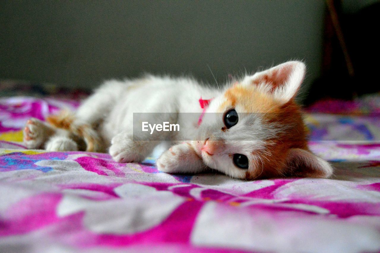 Close-up portrait of cat lying on bed