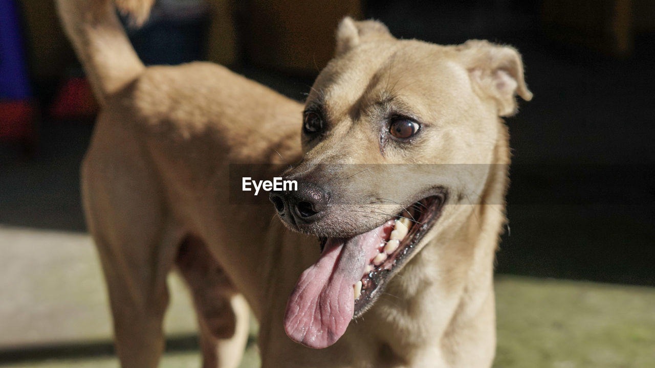 Close-up of dog looking away