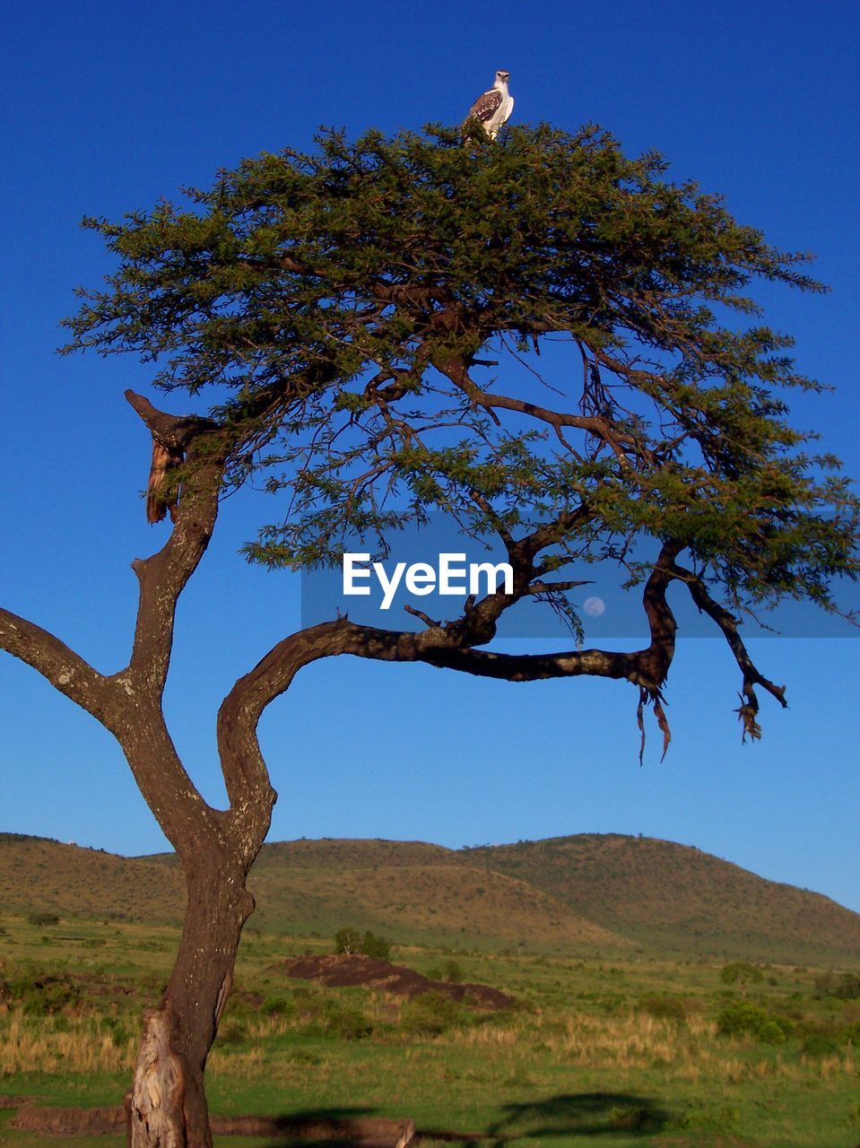 Falcon perching on tree against clear sky at maasai mara