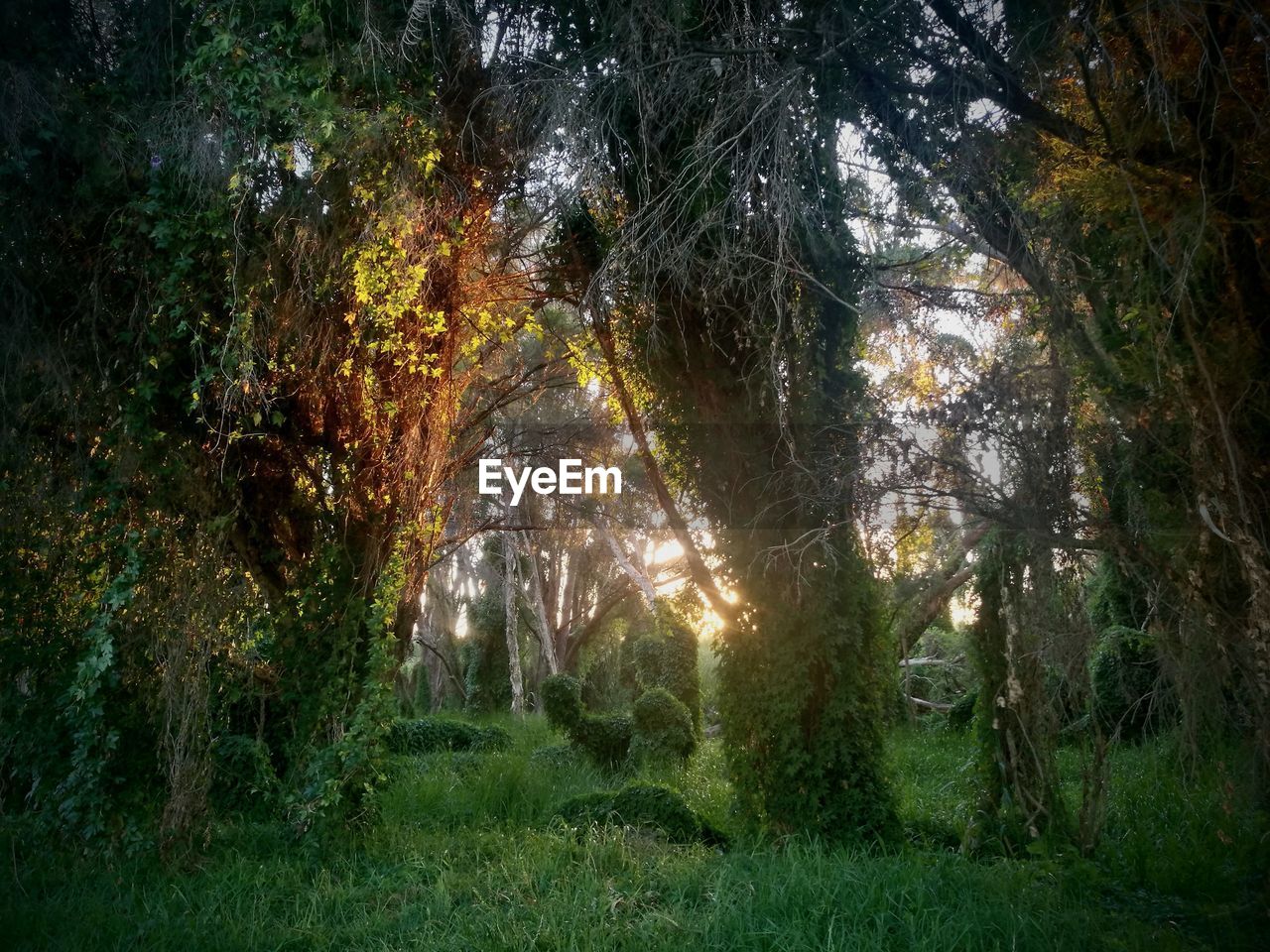 TREES IN FOREST DURING SUNSET