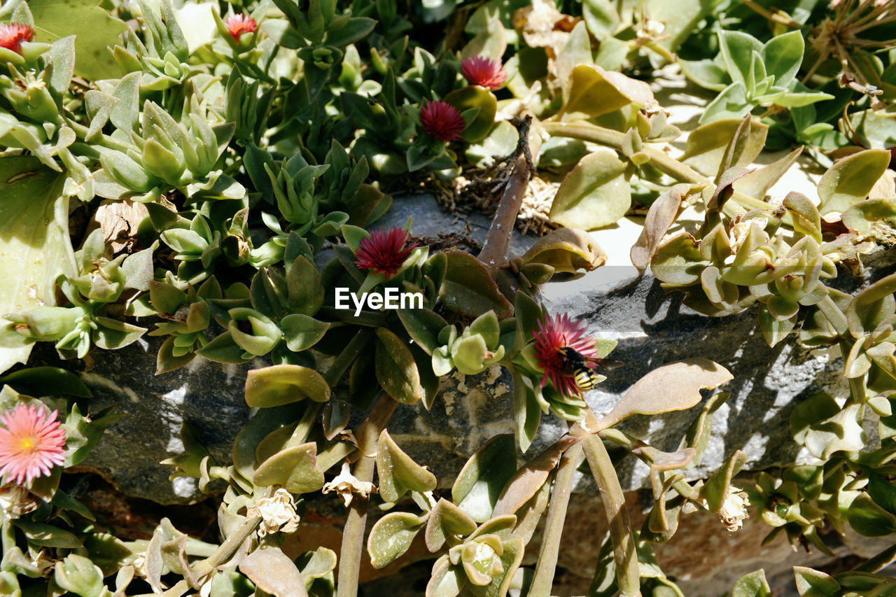 CLOSE-UP OF BIRD ON FLOWER