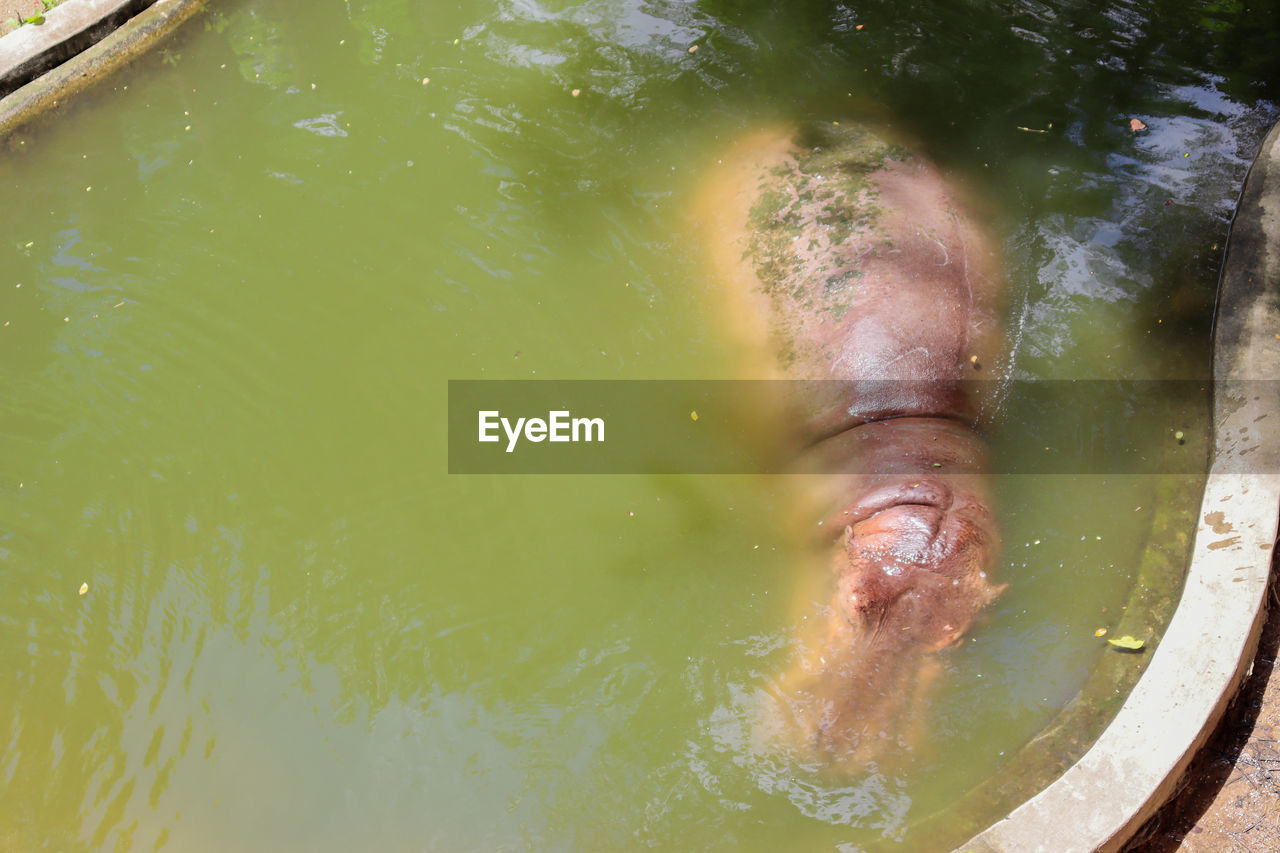 A hippopotamus is submerged on a hot day.