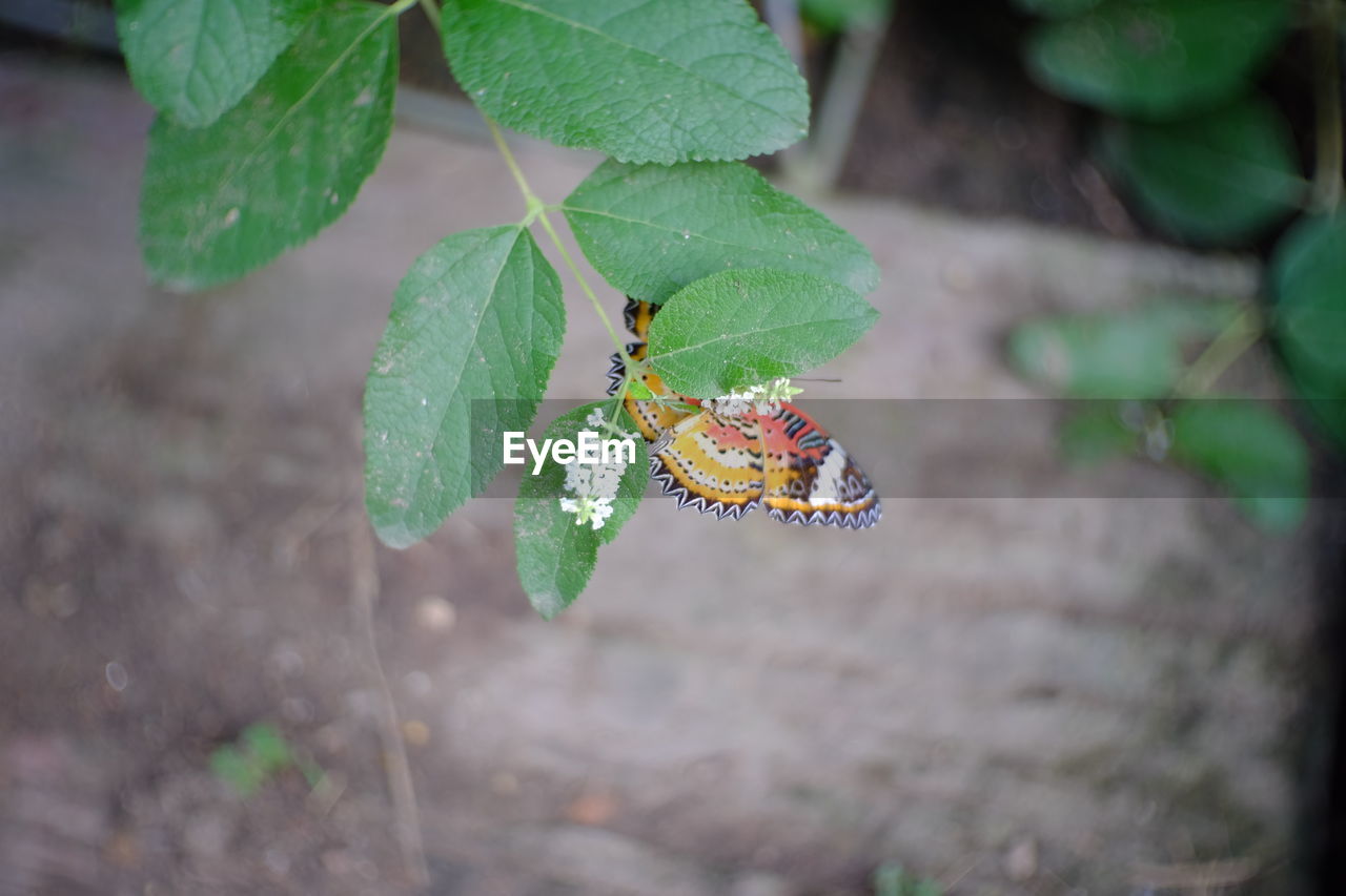 High angle view of insect on plant