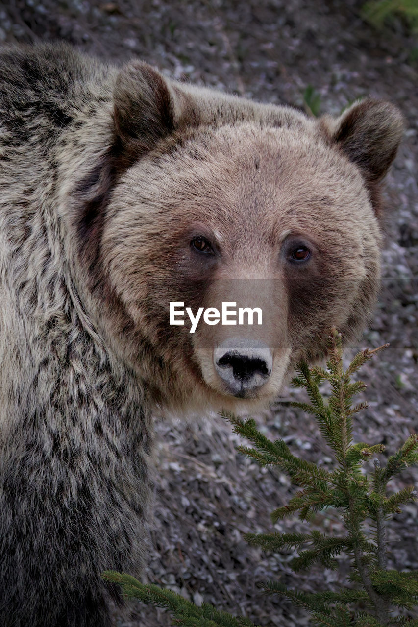 animal, animal themes, animal wildlife, brown bear, mammal, wildlife, one animal, bear, grizzly bear, no people, portrait, looking at camera, nature, outdoors, day, animal body part, carnivore, close-up, animal head, brown, looking