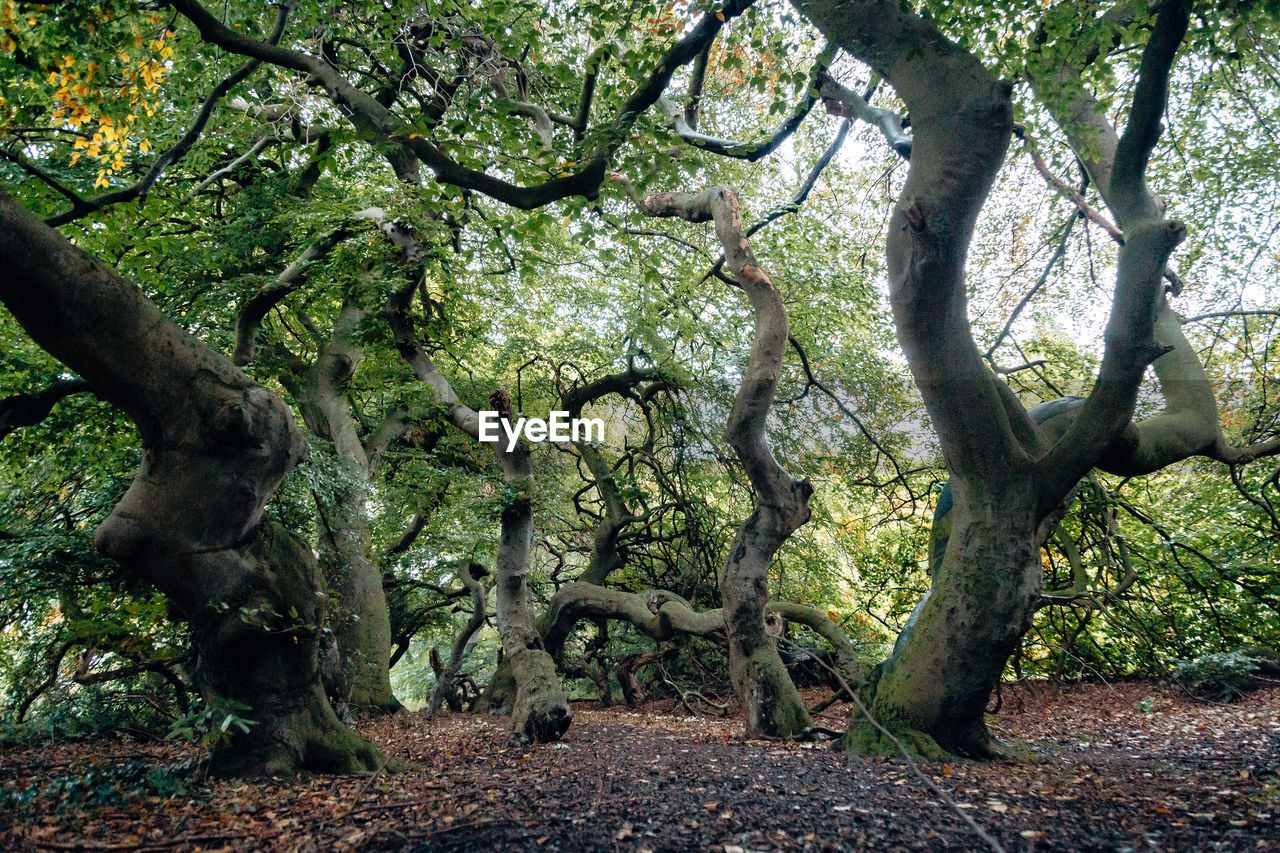 Trees in forest