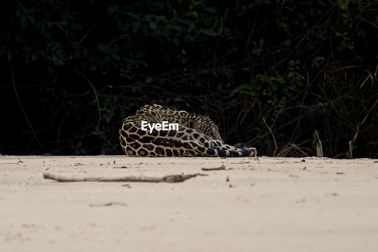 Jaguar, panthera onca, is a large felid species, lying on sand bank on cuiaba river in the pantanal