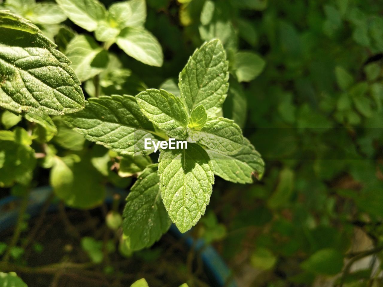 Close-up of fresh green leaves