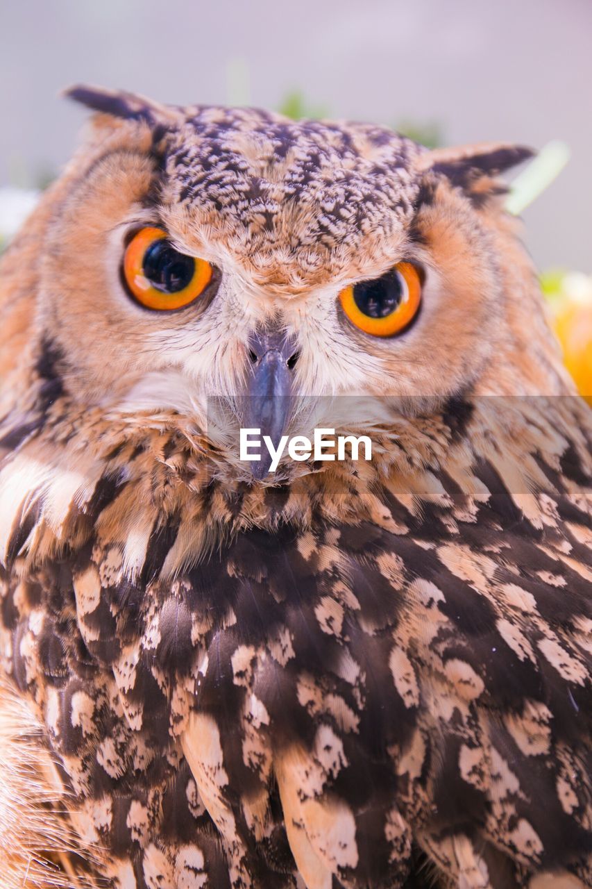 Close-up portrait of owl