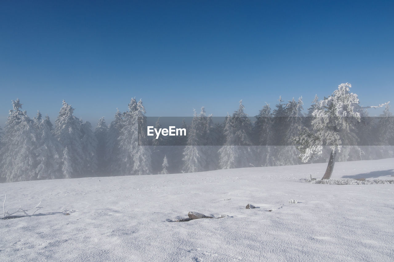 Trees on snow covered landscape