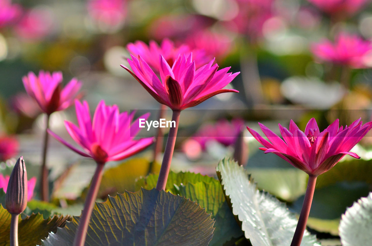 Close-up of pink water lily