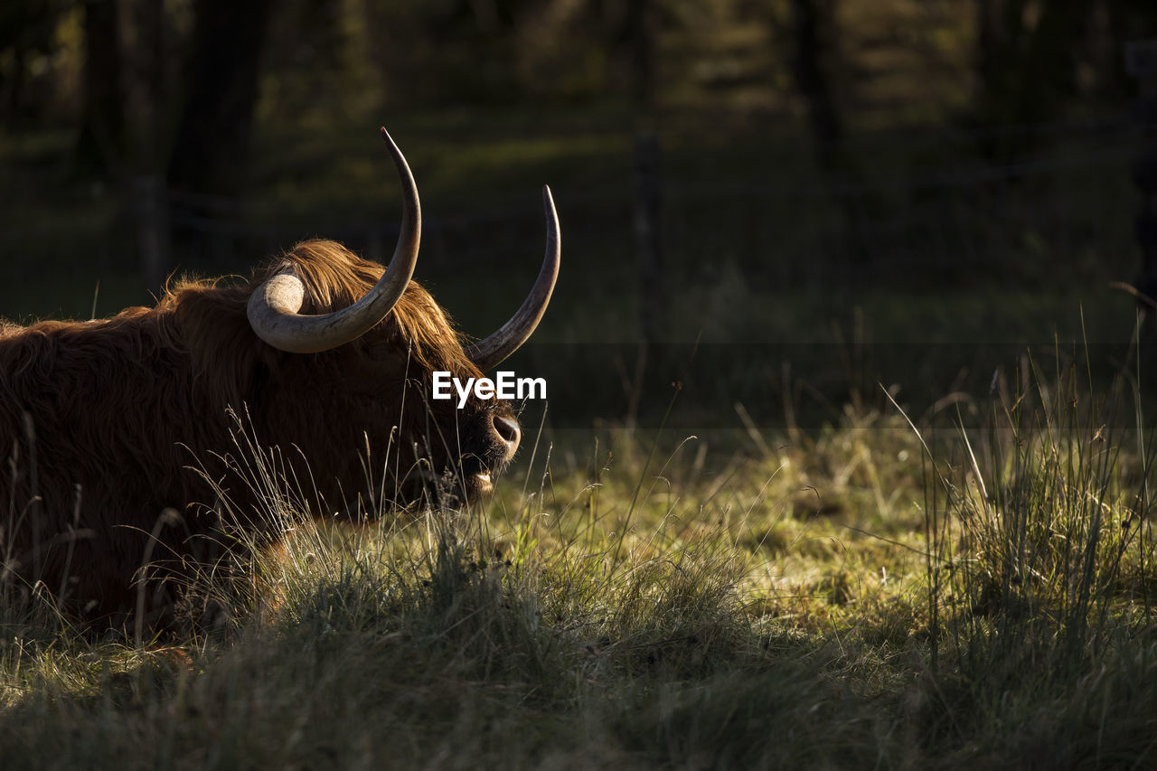 CLOSE-UP OF A HORSE