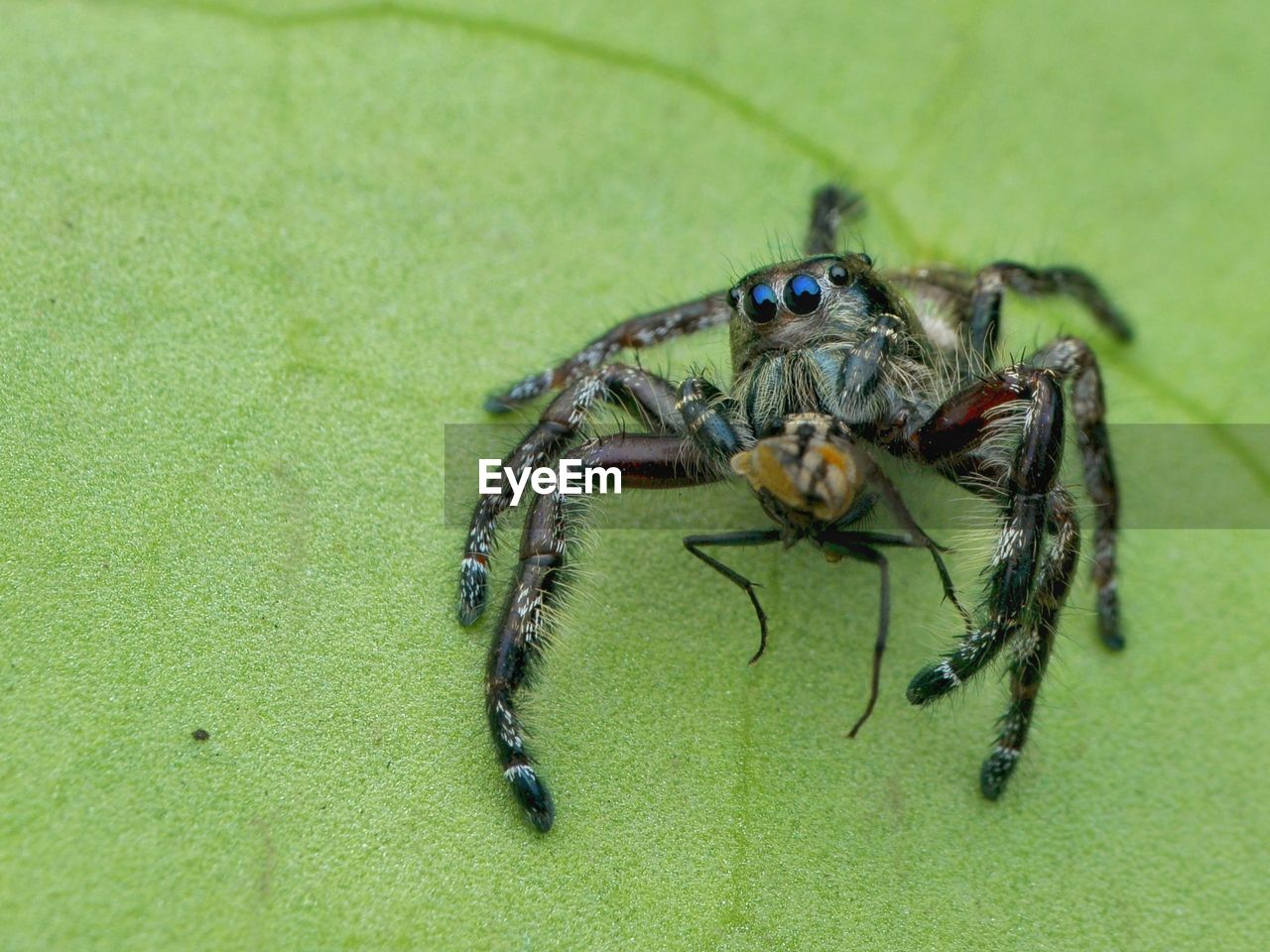 CLOSE-UP OF SPIDER IN GREEN LEAF