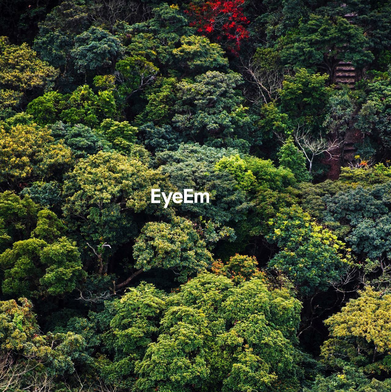 FULL FRAME SHOT OF TREES IN FOREST