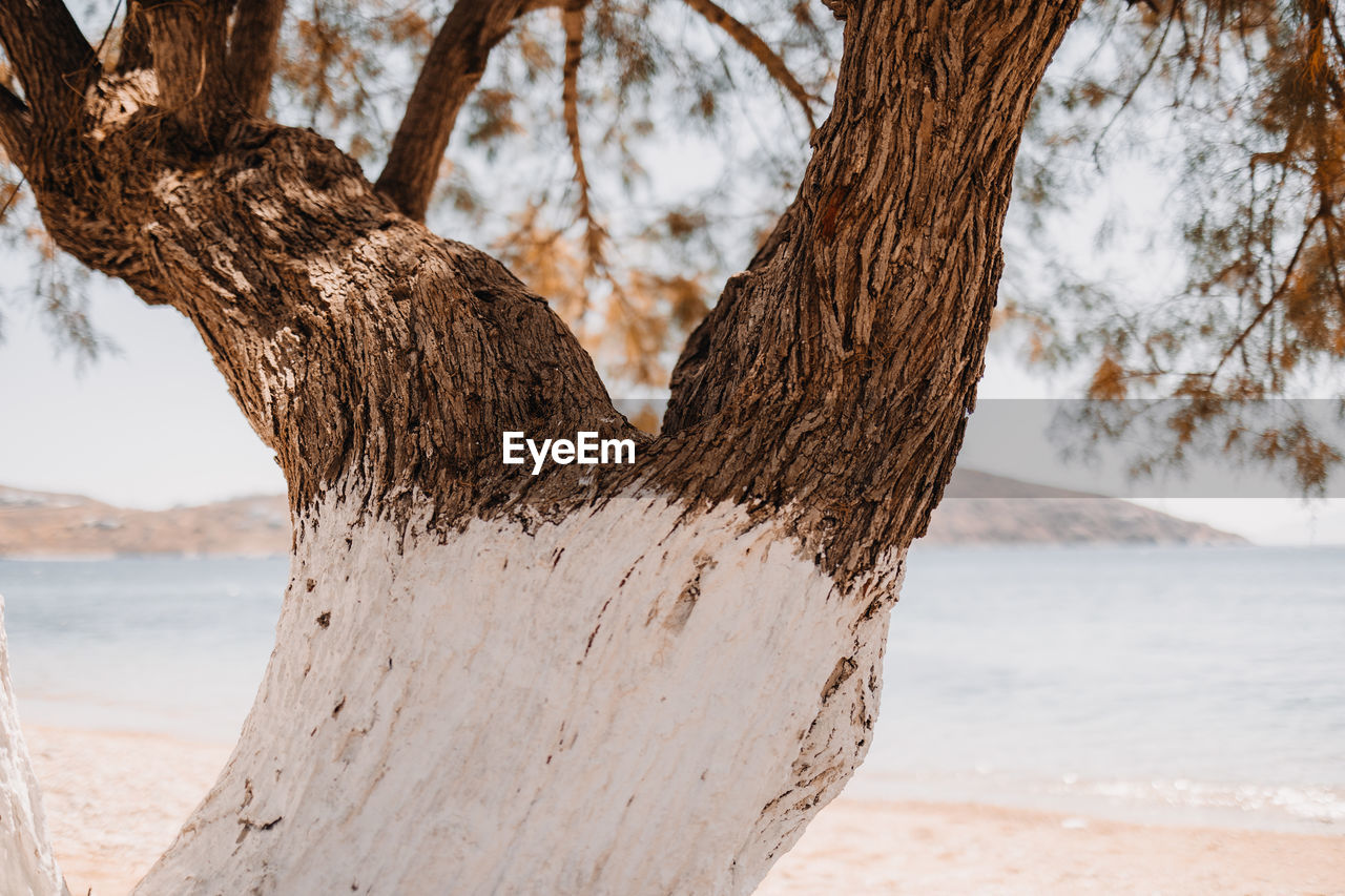 tree, wood, tree trunk, trunk, winter, plant, nature, branch, land, water, beach, tranquility, no people, day, beauty in nature, scenics - nature, outdoors, leaf, sky, spring, snow, focus on foreground, environment, sea, tranquil scene
