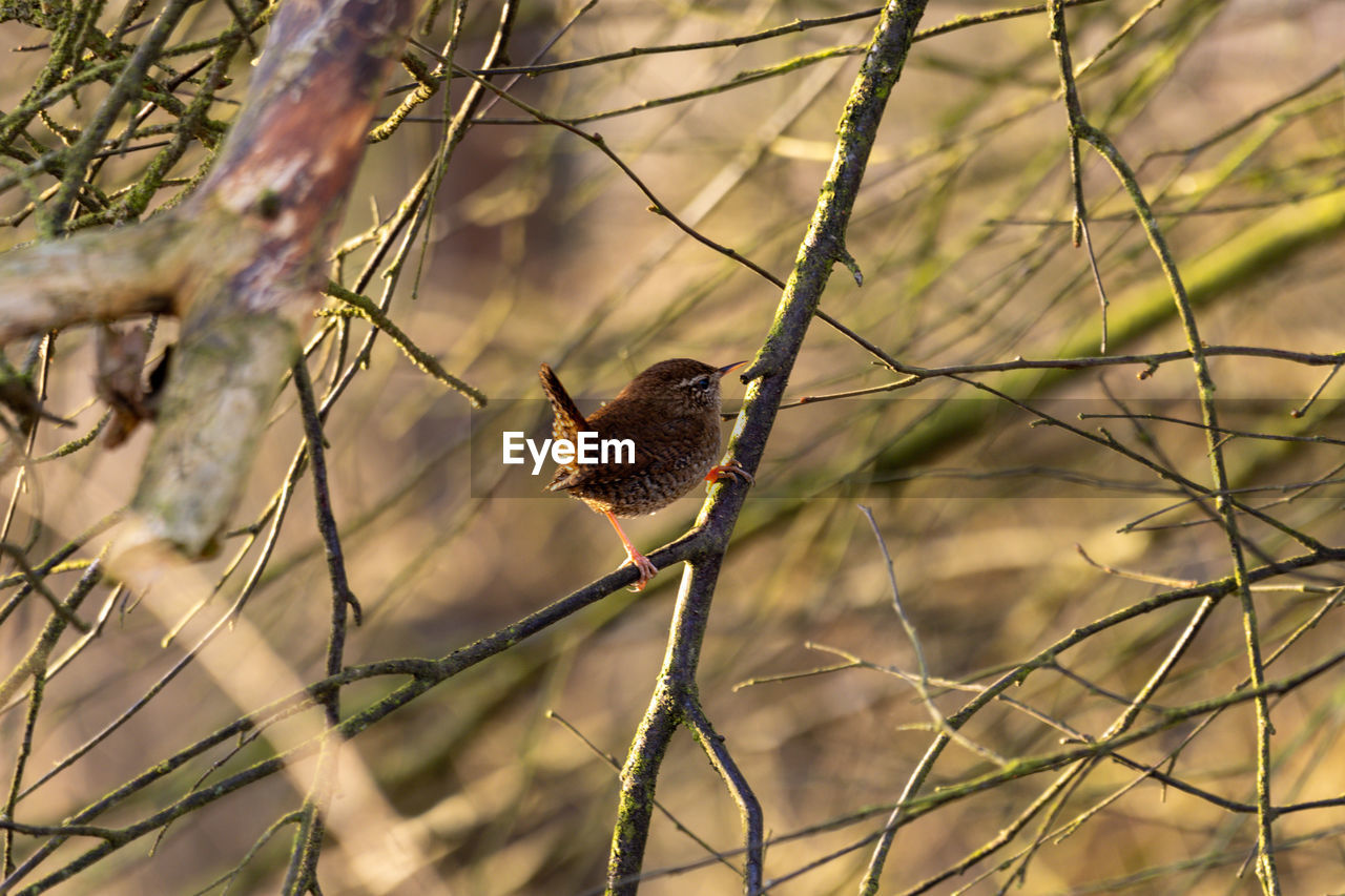 Wren on a branch, closeup