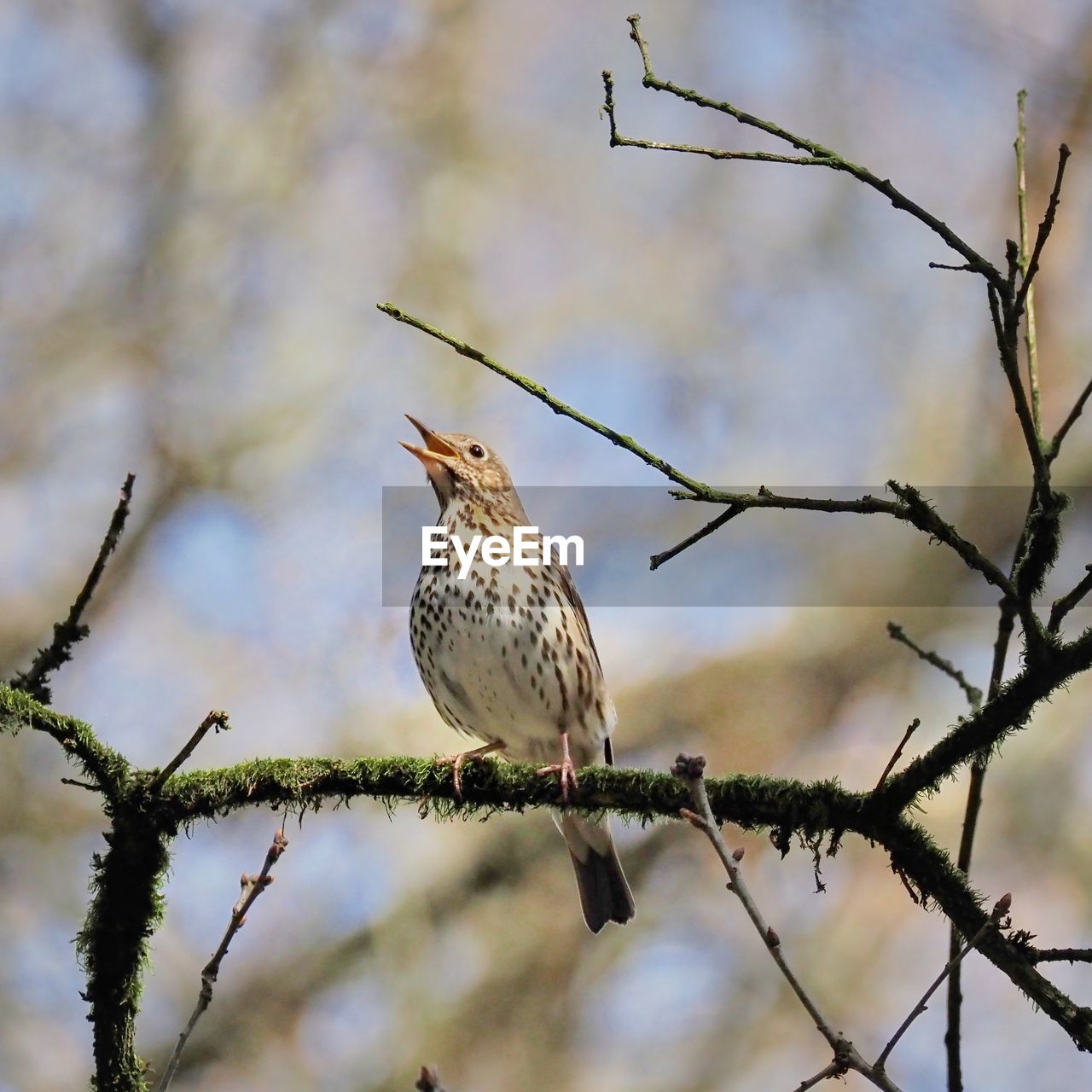 LOW ANGLE VIEW OF BIRD PERCHING ON TREE