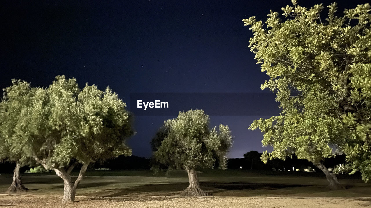 TREES GROWING ON FIELD AGAINST SKY