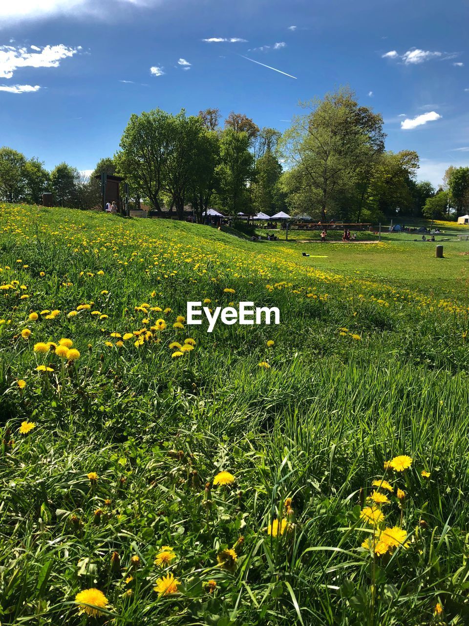 YELLOW FLOWERING PLANTS ON FIELD