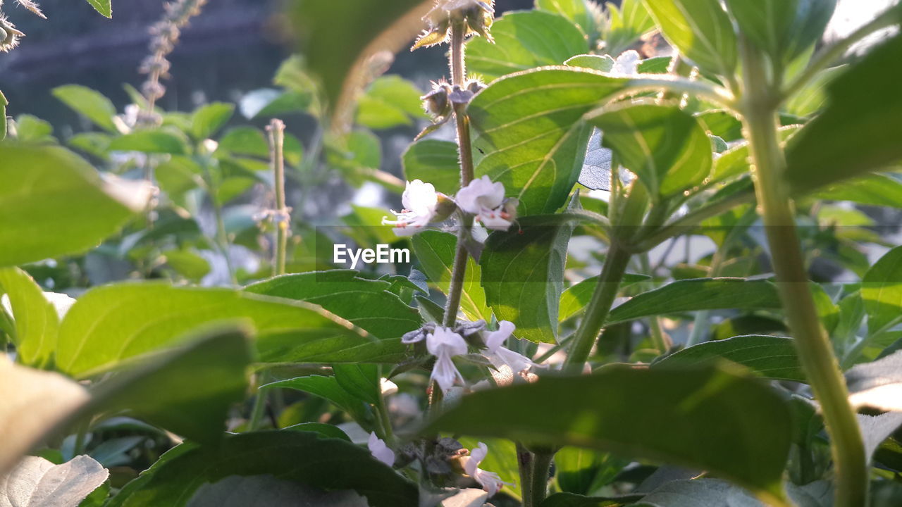 CLOSE-UP OF FLOWER TREE