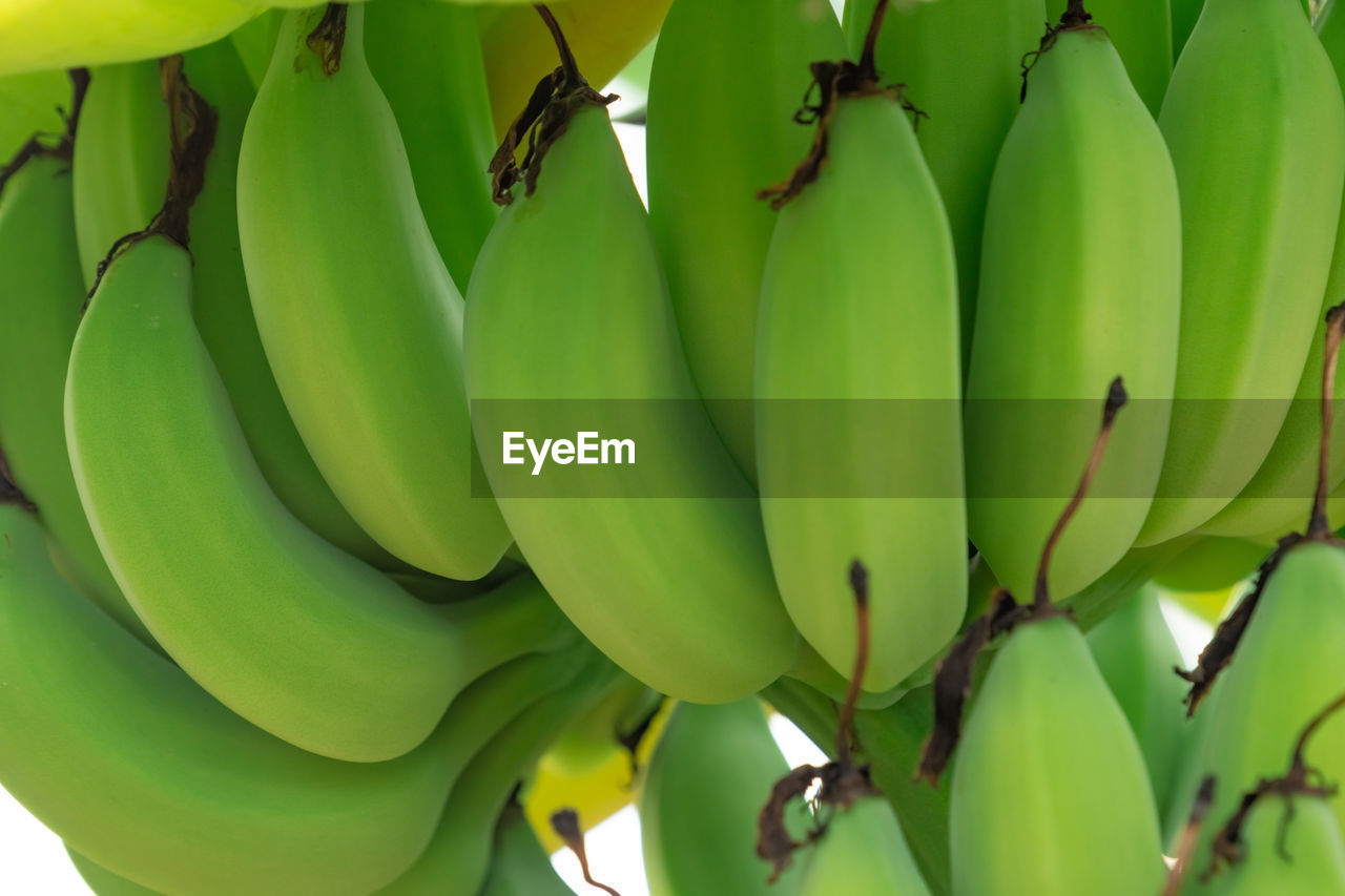 banana, cooking plantain, green, fruit, food and drink, banana tree, healthy eating, plant, food, bunch, flower, produce, no people, nature, growth, freshness, leaf, tree, banana leaf, wellbeing, plant part, yellow, outdoors, tropical fruit, close-up, beauty in nature